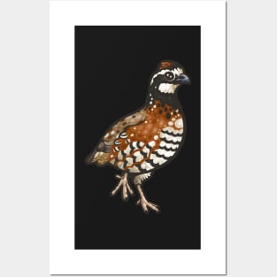 Northern Bobwhite Posters and Art